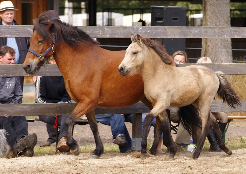 Diva von Heidmoor f.jpg